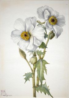 Prickly Poppy (Argemone hispeda), 1936. Creator: Mary Vaux Walcott