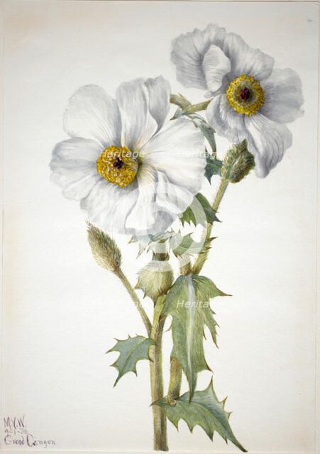 Prickly Poppy (Argemone hispeda), 1936. Creator: Mary Vaux Walcott.
