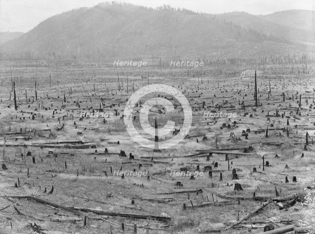 Priest River Valley, where many settlers grow hay between the stumps, Bonner County, Idaho, 1939. Creator: Dorothea Lange.