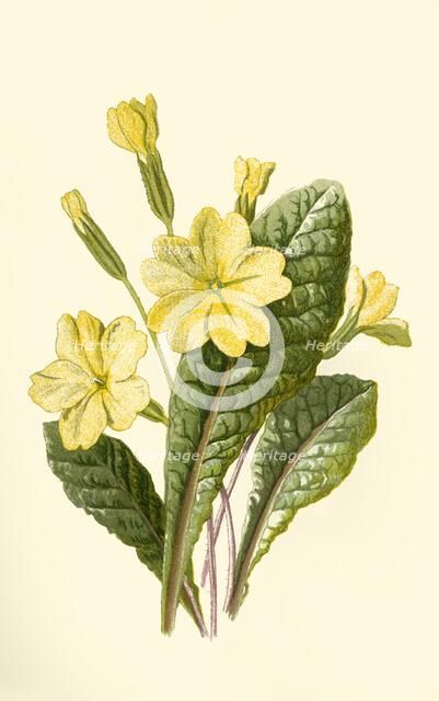 'Primrose', 1877. Creator: Frederick Edward Hulme.