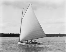 Primrose, between 1880 and 1899. Creator: Unknown