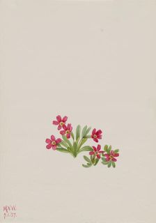 Primrose (Primula angustifolia), 1937. Creator: Mary Vaux Walcott