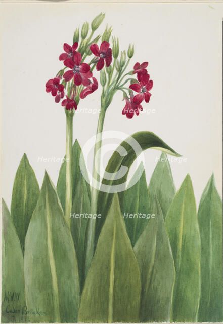 Primrose (Primula parryi), 1938. Creator: Mary Vaux Walcott.