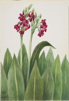 Primrose (Primula parryi), 1938. Creator: Mary Vaux Walcott