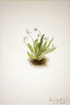 Primrose Violet (Viola primulifolia), 1918. Creator: Mary Vaux Walcott