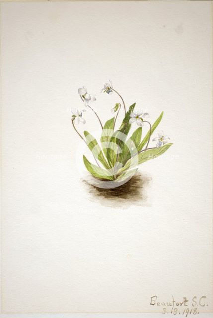 Primrose Violet (Viola primulifolia), 1918. Creator: Mary Vaux Walcott.