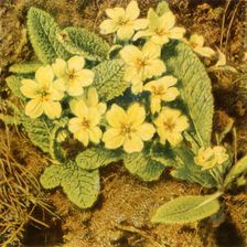 Primroses 1840s, (1944). Creator: William Henry Hunt