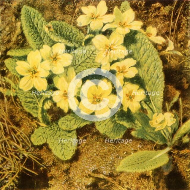 'Primroses', 1840s, (1944).  Creator: William Henry Hunt.