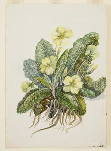 Primula vulgaris Huds (Primrose), c1920s. Creator: EF Crowley