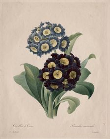 Primula auricula, 1827. Creator: Henry Joseph Redouté (French, 1766-1853)
