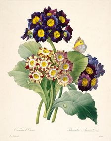Primula auricula (Primroses), 1827. Creator: Redouté, Pierre-Joseph (1759-1840)