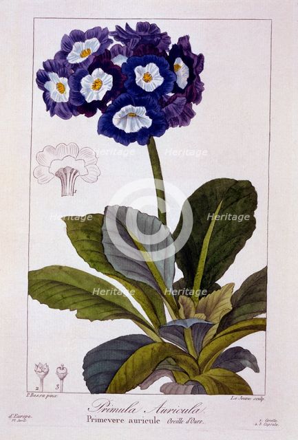 Primula auricula, pub. 1836. Creator: Panacre Bessa (1772-1846).