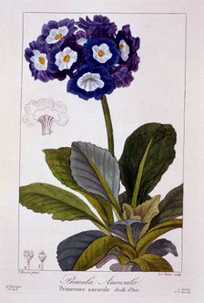 Primula auricula, pub. 1836. Creator: Panacre Bessa (1772-1846)