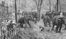 'Prince Albert Victor in India--Elephant catching in Mysore , 1890. Creator: Unknown