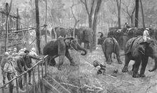 'Prince Albert Victor in India--Elephant catching in Mysore , 1890. Creator: Unknown