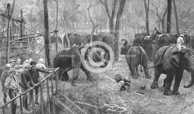 ''Prince Albert Victor in India--Elephant catching in Mysore ', 1890. Creator: Unknown.