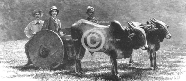 ''Prince Albert Victor with the "Elephant King" in a Jungle Waggon in Mysore, India', 1890. Creator: Unknown.