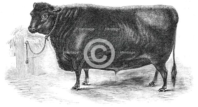 Prince Albert's Angus polled ox, 1844. Creator: Unknown.