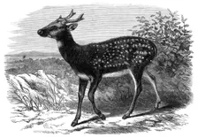Prince Alfred's Stag, from Singapore, in the Zoological Society's Gardens, 1870. Creator: Unknown