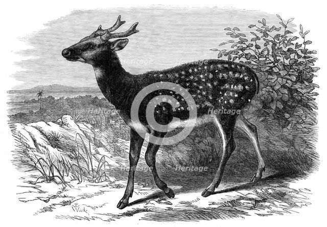 Prince Alfred's Stag, from Singapore, in the Zoological Society's Gardens, 1870. Creator: Unknown.