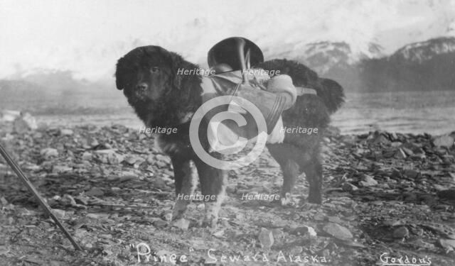 Prince, an Alaskan dog, carrying utensils on his back, between c1900 and c1930. Creator: Unknown.