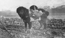 Prince, an Alaskan dog, carrying utensils on his back, between c1900 and c1930. Creator: Unknown