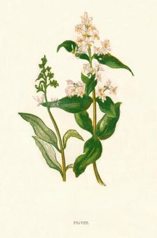 Privet c1891, (1891). Artist: Anne Pratt