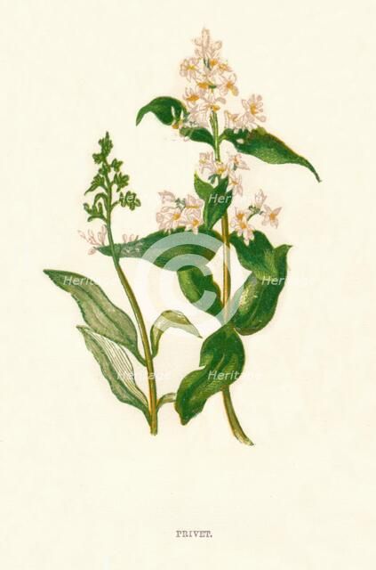 'Privet', c1891, (1891). Artist: Anne Pratt.