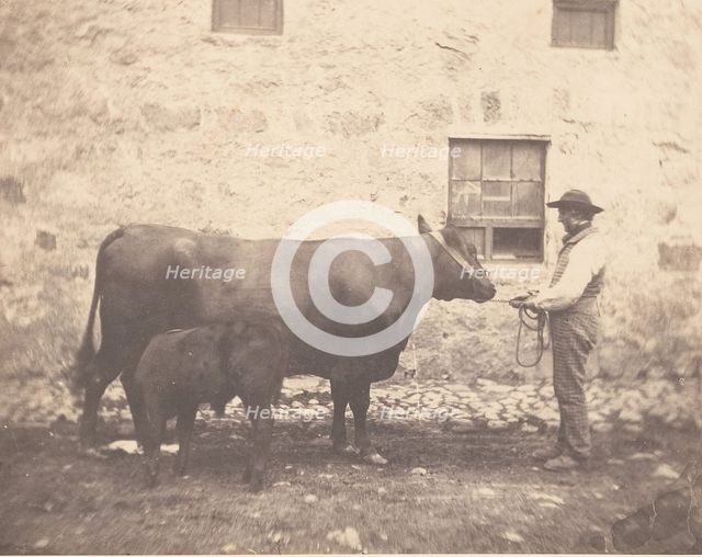 Prize Cow and Calf, ca. 1859. Creator: Horatio Ross.