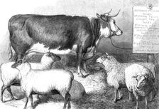 Prize cow and sheep at the Bath and West of England Agricultural Show, Southampton, 1869. Creator: Unknown