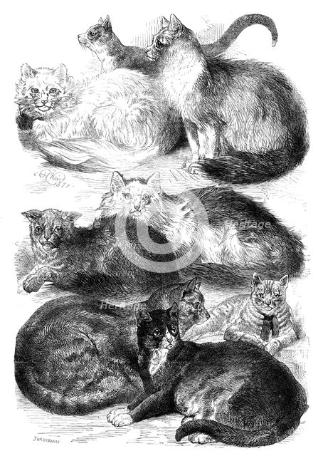 Prize Cats at the Crystal Palace Cat Show, 1871. Creator: J Greenaway.