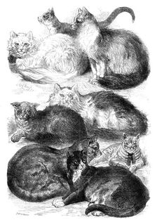 Prize Cats at the Crystal Palace Cat Show, 1871. Creator: J Greenaway
