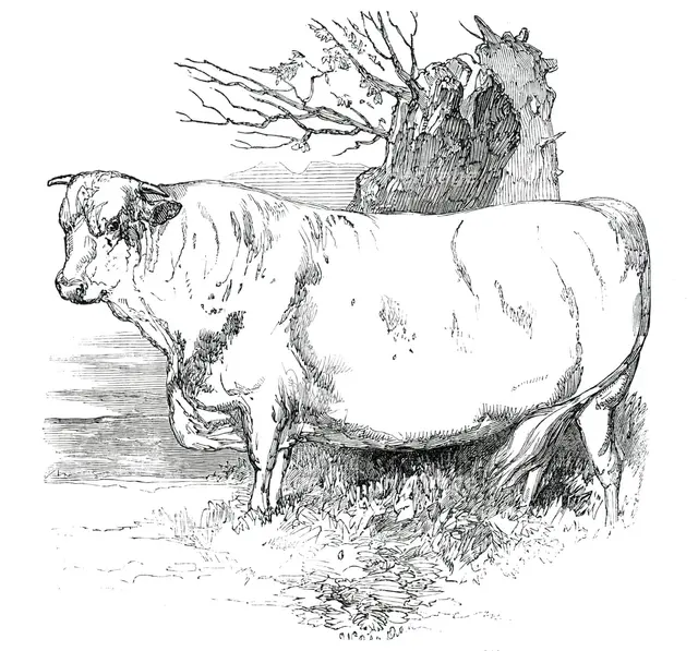 Prize Cattle at the Royal Agricultural Society's Show, at Exeter - Short-Horns - Class I. - First Pr Creator: Harrison Weir.