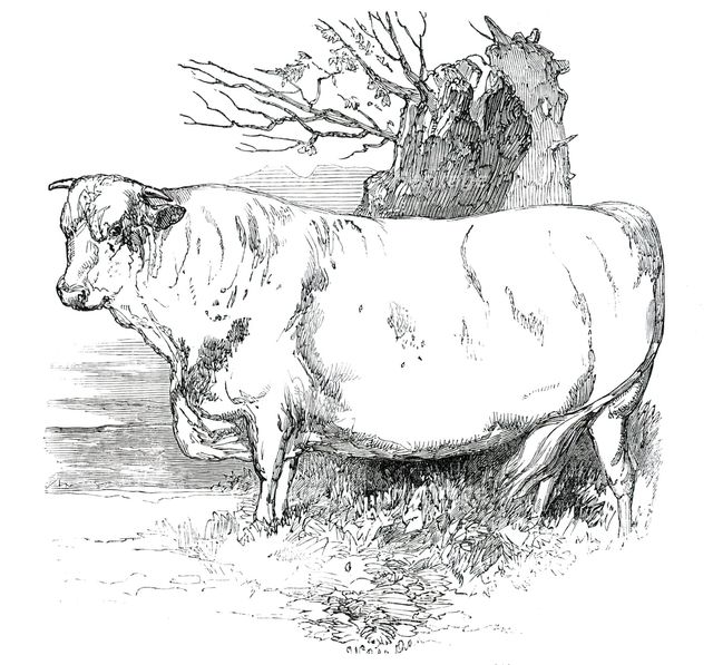 Prize Cattle at the Royal Agricultural Society's Show, at Exeter - Short-Horns - Class I. - First Pr Creator: Harrison Weir.