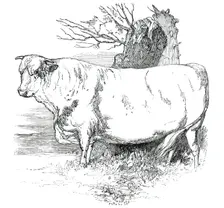 Prize Cattle at the Royal Agricultural Society's Show, at Exeter - Short-Horns - Class I. - First Pr Creator: Harrison Weir