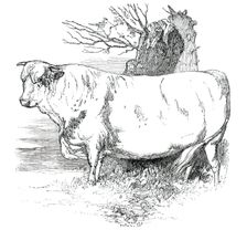 Prize Cattle at the Royal Agricultural Society's Show, at Exeter - Short-Horns - Class I. - First Pr Creator: Harrison Weir