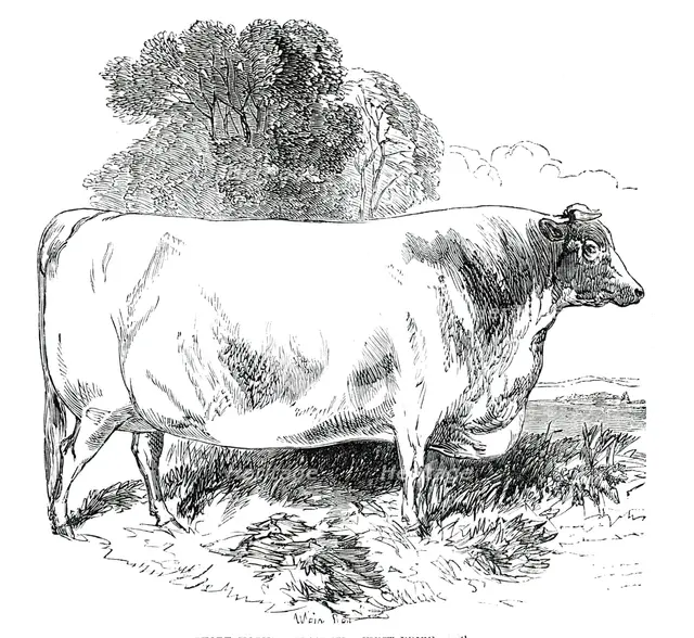 Prize Cattle at the Royal Agricultural Society's Show, at Exeter - Short-Horns - Class IV. - First P Creator: Harrison Weir.