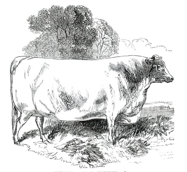 Prize Cattle at the Royal Agricultural Society's Show, at Exeter - Short-Horns - Class IV. - First P Creator: Harrison Weir.