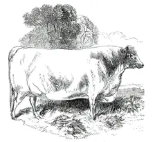 Prize Cattle at the Royal Agricultural Society's Show, at Exeter - Short-Horns - Class IV. - First P Creator: Harrison Weir