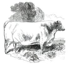 Prize Cattle at the Royal Agricultural Society's Show, at Exeter - Short-Horns - Class IV. - First P Creator: Harrison Weir
