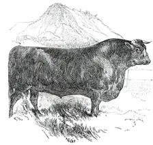 Prize Cattle at the Royal Agricultural Society's Show, at Exeter - Cattle of Any Breed - Sussex - Se Creator: Harrison Weir