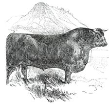 Prize Cattle at the Royal Agricultural Society's Show, at Exeter - Cattle of Any Breed - Sussex - Se Creator: Harrison Weir