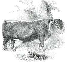 Prize Cattle at the Royal Agricultural Society's Show, at Exeter - Cattle of Any Breed - Leicester - Creator: Harrison Weir