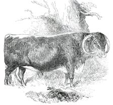 Prize Cattle at the Royal Agricultural Society's Show, at Exeter - Cattle of Any Breed - Leicester - Creator: Harrison Weir