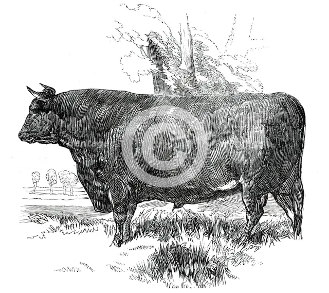 Prize Cattle at the Royal Agricultural Society's Show, at Exeter - Devon - Class I. - First Prize, £ Creator: Harrison Weir.