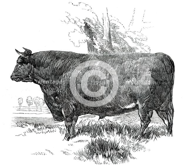 Prize Cattle at the Royal Agricultural Society's Show, at Exeter - Devon - Class I. - First Prize, £ Creator: Harrison Weir.