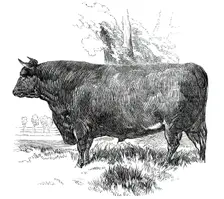Prize Cattle at the Royal Agricultural Society's Show, at Exeter - Devon - Class I. - First Prize, £ Creator: Harrison Weir