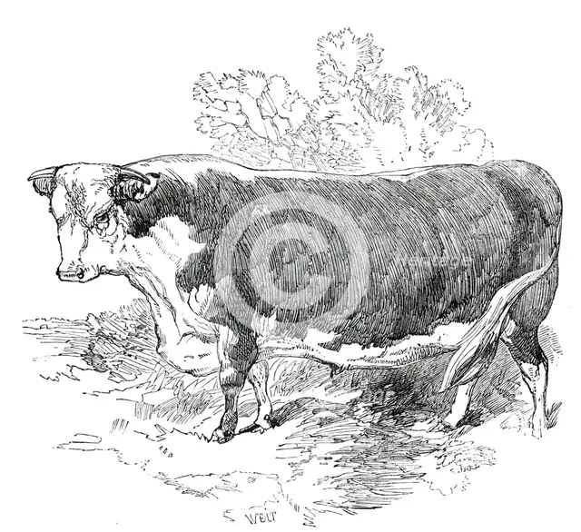 Prize Cattle at the Royal Agricultural Society's Show, at Exeter - Hereford - Class I. - First Prize Creator: Harrison Weir.