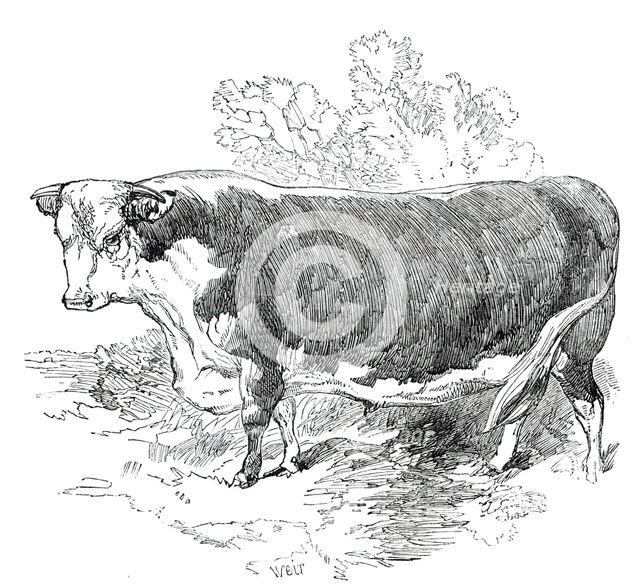 Prize Cattle at the Royal Agricultural Society's Show, at Exeter - Hereford - Class I. - First Prize Creator: Harrison Weir.