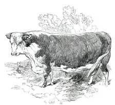 Prize Cattle at the Royal Agricultural Society's Show, at Exeter - Hereford - Class I. - First Prize Creator: Harrison Weir